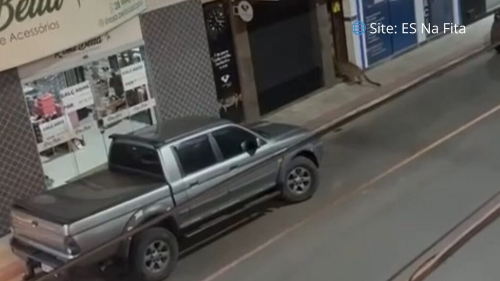 Onça-parda é resgatada após tentar entrar em lojas no Centro de Iconha